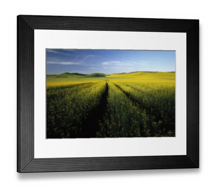 Framed Print : N. A. USA, Washington, Whitman County. Tracks thru fields of canola