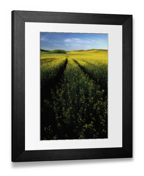 Framed Print : N. A. USA, Washington, Whitman County. Tracks thru fields of canola Framed Print : N. A. USA, Washington, Whitman County. Tracks thru fields of canola