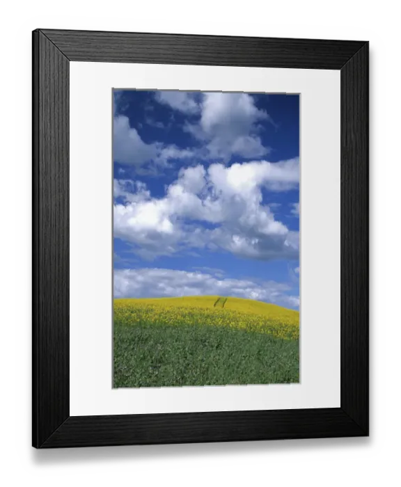 Framed Print : N. A. USA, Washington, Whitman County. Canola fields in the Palouse Framed Print : N. A. USA, Washington, Whitman County. Canola fields in the Palouse