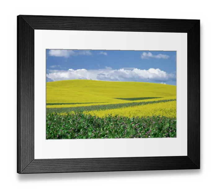 Framed Print : N. A. USA, Washington, Whitman County. Canola fields in the Palouse Framed Print : N. A. USA, Washington, Whitman County. Canola fields in the Palouse