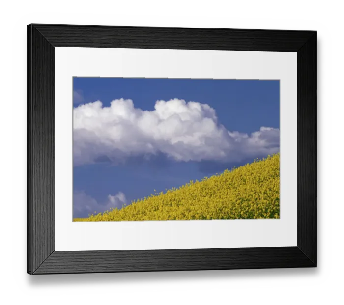 Framed Print : N. A. USA, Washington, Whitman County. Canola fields in the Palouse