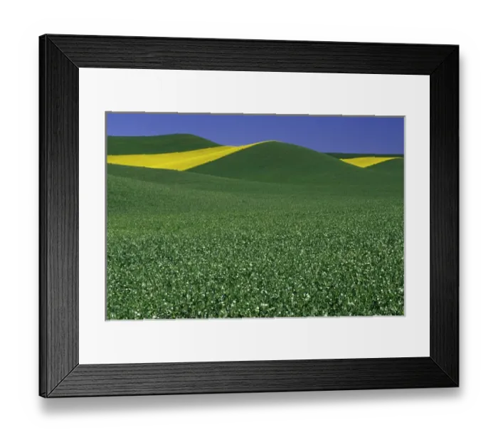 Framed Print : N. A. USA, Washington, Whitman County. Patterns of canola and wheatfields in the Palouse Framed Print : N. A. USA, Washington, Whitman County. Patterns of canola and wheatfields in the Palouse
