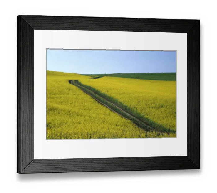 Framed Print : N. A. USA, Washington, Whitman County. Tracks running thru Canola fields Framed Print : N. A. USA, Washington, Whitman County. Tracks running thru Canola fields