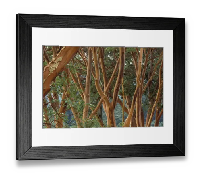Framed Print : N. A. USA, Washington, San Juan Islands. Madrona trees Framed Print : N. A. USA, Washington, San Juan Islands. Madrona trees