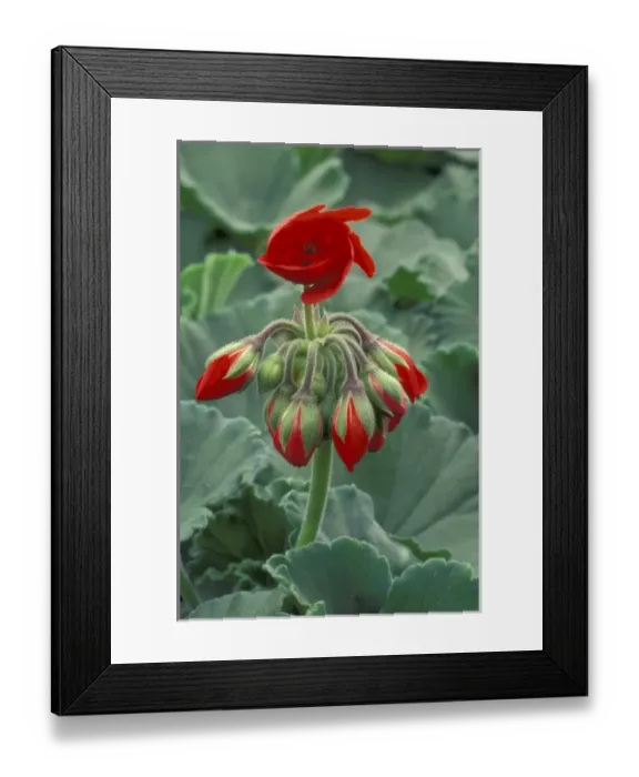 Framed Print : NA, USA, Washington, La Conner Red flower and buds of tango geranium