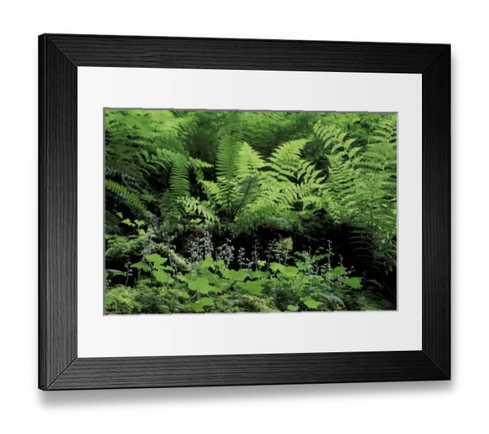 Framed Print : NA, USA, Washington Ferns