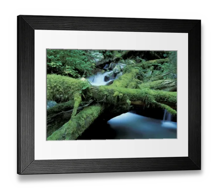 Framed Print : NA, USA, Washington Moss-covered logs and stream Framed Print : NA, USA, Washington Moss-covered logs and stream