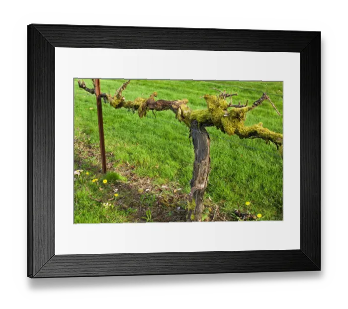 Framed Print : Old moss covered grape vine in green lawn at Chateau St. Michelle Winery, Woodenville