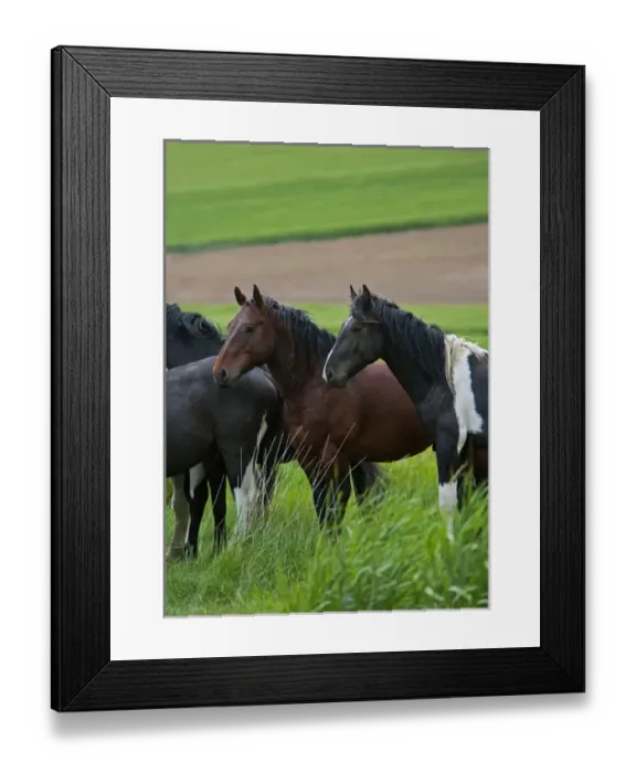 Framed Print : Viewing horses in a field in the Palouse southwest of Colfax in Washington State Framed Print : Viewing horses in a field in the Palouse southwest of Colfax in Washington State