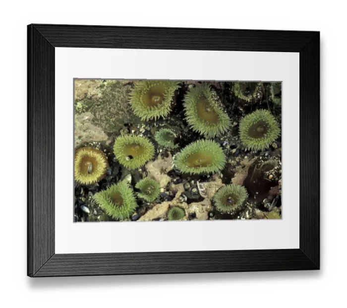 Framed Print : N. A. USA, Washington, Olympic Nat l Park Giant Green Sea Anemones Framed Print : N. A. USA, Washington, Olympic Nat l Park Giant Green Sea Anemones