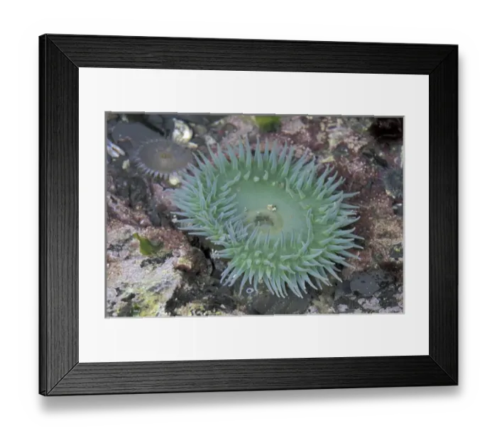 Framed Print : N. A. USA, Washington, Olympic Nat l Park Giant Green Anemone Framed Print : N. A. USA, Washington, Olympic Nat l Park Giant Green Anemone