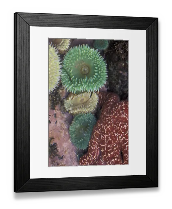 Framed Print : N. A. USA, Washington, Olympic National Park, Green Sea Anemones with sea star, Tide Framed Print : N. A. USA, Washington, Olympic National Park, Green Sea Anemones with sea star, Tide
