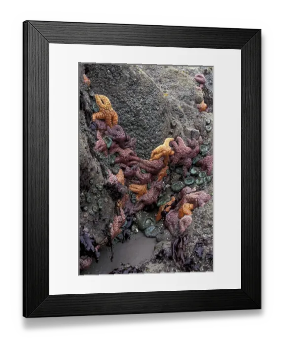 Framed Print : N. A. USA, Washington, Olympic Nat l Park Sea Stars and Sea Anemones at low tide
