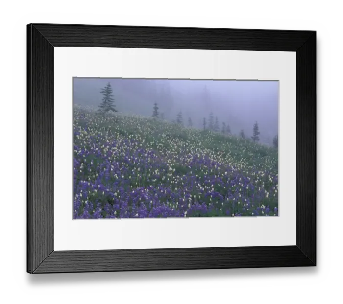 Framed Print : N. A. USA, Washington, Mt. Rainier Nat l Park Lupine and Bistort meadow in Framed Print : N. A. USA, Washington, Mt. Rainier Nat l Park Lupine and Bistort meadow in