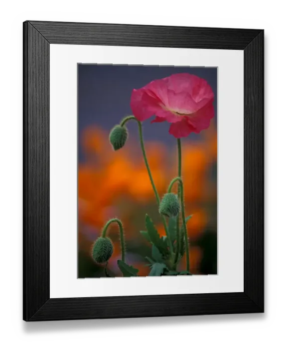Framed Print : North America, USA, WA, Port Townsend Shirley Mixed Poppy California poppies Framed Print : North America, USA, WA, Port Townsend Shirley Mixed Poppy California poppies
