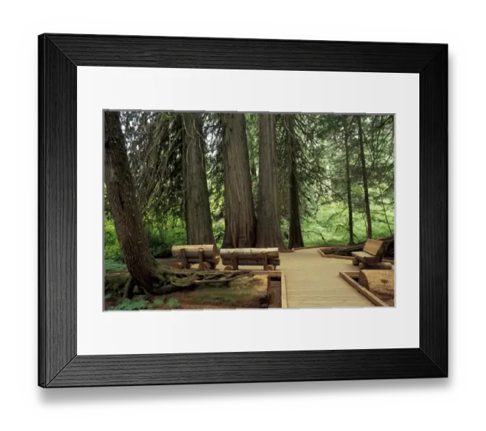 Framed Print : N. A. USA, Washington, Mt. Rainier Nat l Park Western Red Cedars with trail Framed Print : N. A. USA, Washington, Mt. Rainier Nat l Park Western Red Cedars with trail