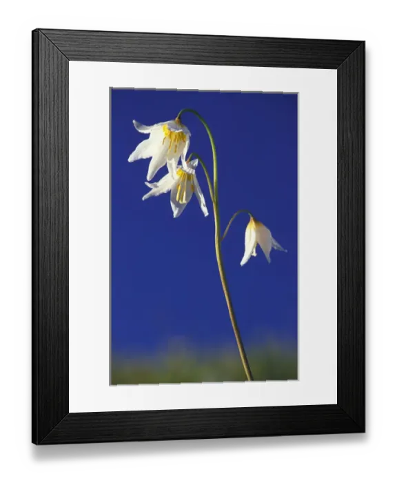 Framed Print : NA, USA, Washington, Olympic NP Avalanche lily trio with blue sky; summer Framed Print : NA, USA, Washington, Olympic NP Avalanche lily trio with blue sky; summer