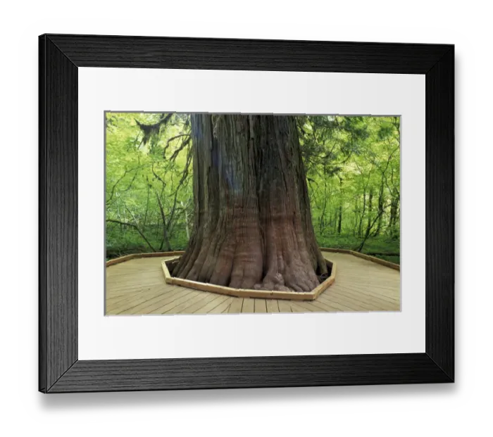 Framed Print : N. A. USA, Washington, Mt. Rainier Nat l Park Western Red Cedars and trail Framed Print : N. A. USA, Washington, Mt. Rainier Nat l Park Western Red Cedars and trail