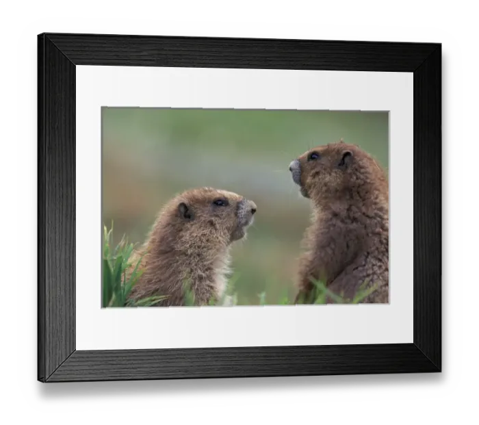 Framed Print : NA, USA, Washington, Olympic NP Olympic marmots near burrow, near Obstruction Framed Print : NA, USA, Washington, Olympic NP Olympic marmots near burrow, near Obstruction