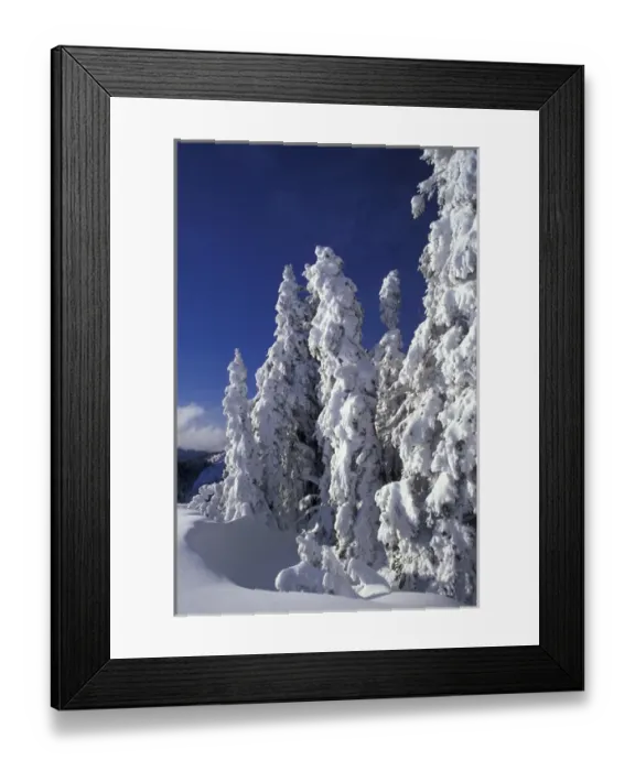 Framed Print : NA, USA, Washington, Olympic NP Snow-covered fir trees after a winter storm Framed Print : NA, USA, Washington, Olympic NP Snow-covered fir trees after a winter storm