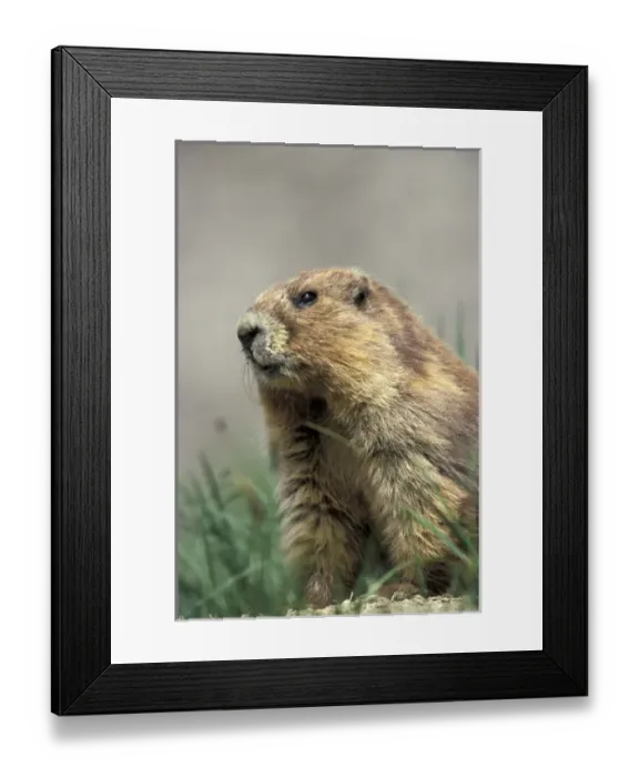Framed Print : NA, USA, Washington, Olympic NP Olympic marmot resting near burrow entrance; summer