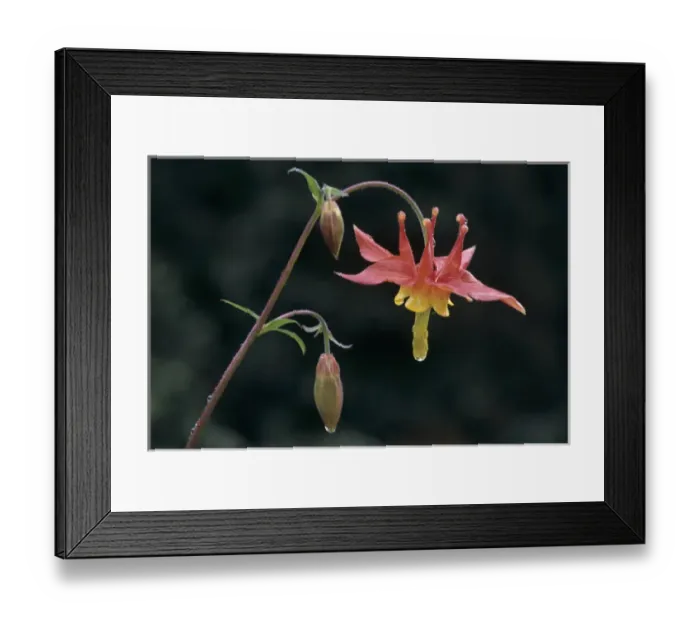 Framed Print : WA, Olympic NP, Hurricane Ridge, Columbine with dew drop