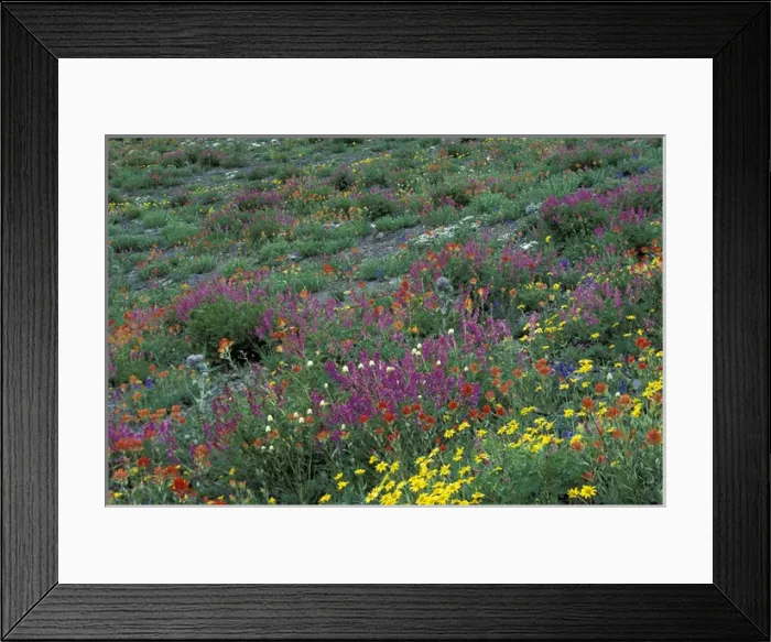 Framed Print : NA, USA, Washington, Olympic NP Western Sweet-broom with paint brush, arnicas Framed Print : NA, USA, Washington, Olympic NP Western Sweet-broom with paint brush, arnicas