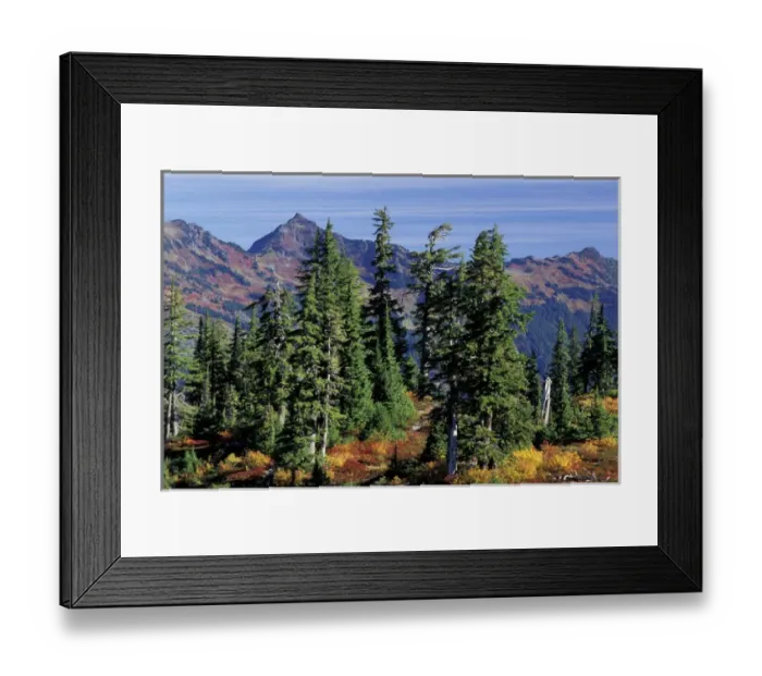 Framed Print : NA, USA, Washington, Heather Meadows RA Fall color at Heather Meadows, with view Framed Print : NA, USA, Washington, Heather Meadows RA Fall color at Heather Meadows, with view
