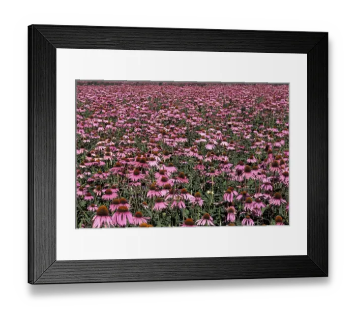 Framed Print : NA, USA, Washington, Trout Lake Echinacea flower field; summer Framed Print : NA, USA, Washington, Trout Lake Echinacea flower field; summer