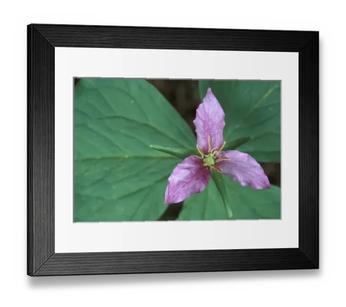 Framed Print : NA, USA, Washington, Olympic NP Trillium closeup, along trail to Sol Duc; summer