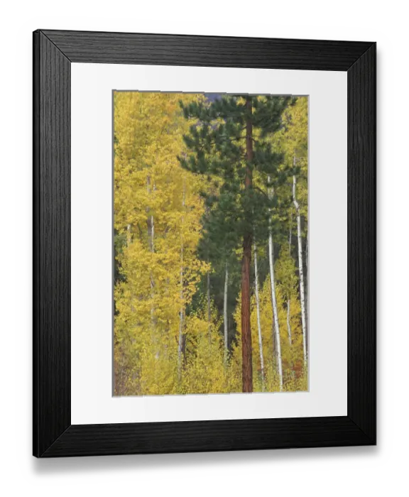 Framed Print : NA, USA, Washington, Wenatchee National Forest. Aspen trees with golden leaves Framed Print : NA, USA, Washington, Wenatchee National Forest. Aspen trees with golden leaves