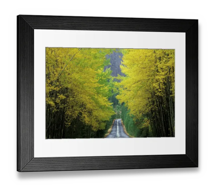 Framed Print : NA, USA, Washington, near White Pass. Teaton River Road with trees in fall color Framed Print : NA, USA, Washington, near White Pass. Teaton River Road with trees in fall color