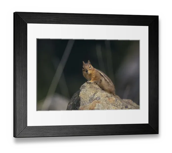 Framed Print : USA, WA, North Cascades. Golden Mantled Ground Squirrel on rock