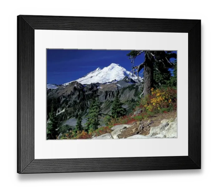 Framed Print : USA, WA, Mt Baker Recreation Area. Mt Baker from Artists Point with fall color Framed Print : USA, WA, Mt Baker Recreation Area. Mt Baker from Artists Point with fall color