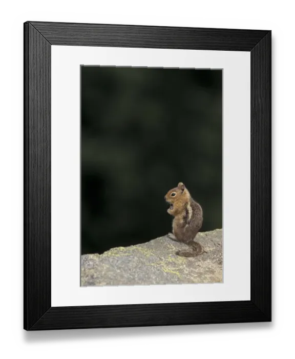 Framed Print : USA, WA, North Cascades NP. Golden Mantled Ground Squirrel on rock at cliff edge