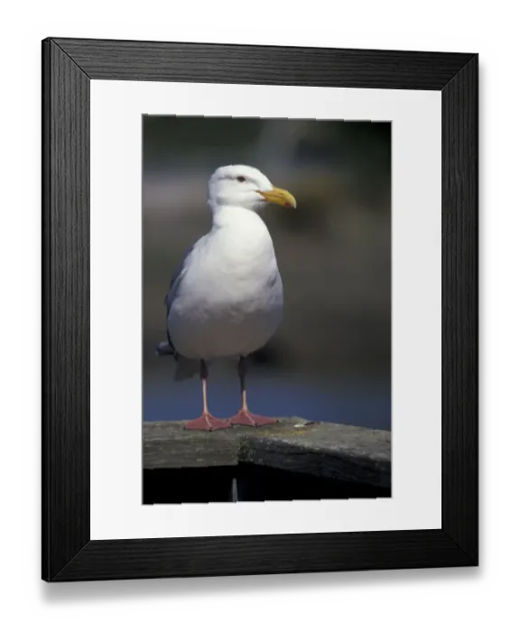 Framed Print : North America, USA, Washington, La Conner. Sea gull standing on a railing; spring