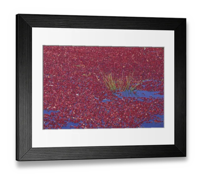 Framed Print : USA, Washington State, Long Beach. Cranberries floating in bog during wet harvest, Fall Framed Print : USA, Washington State, Long Beach. Cranberries floating in bog during wet harvest, Fall