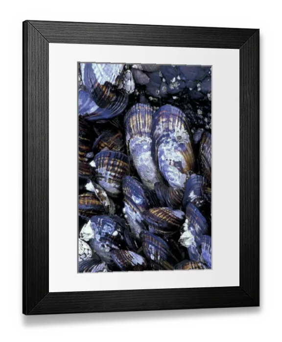 Framed Print : USA, Washington State, Salt Creek State Park, Tongue Point. California mussels with Framed Print : USA, Washington State, Salt Creek State Park, Tongue Point. California mussels with