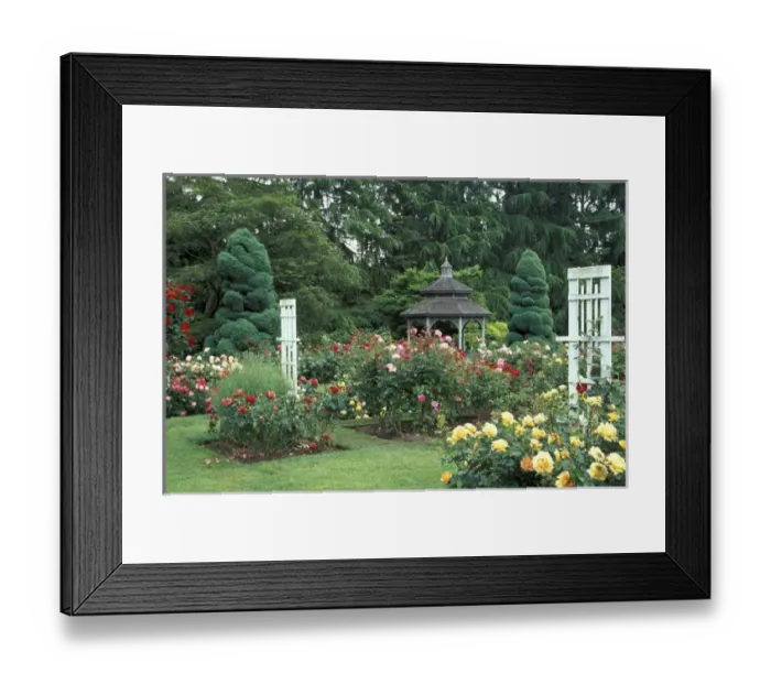 Framed Print : USA, Washington State, Seattle. Gazebo and roses in bloom at the Woodland Park Zoo Rose Garden Framed Print : USA, Washington State, Seattle. Gazebo and roses in bloom at the Woodland Park Zoo Rose Garden