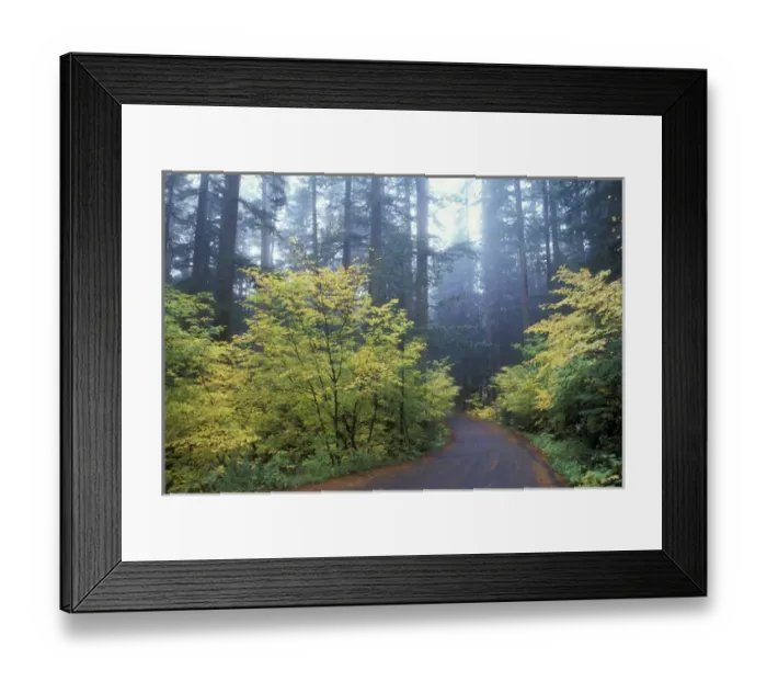 Framed Print : North America, USA, WA, Mt. Rainier NP road at Ohanapecosh in misty light Framed Print : North America, USA, WA, Mt. Rainier NP road at Ohanapecosh in misty light