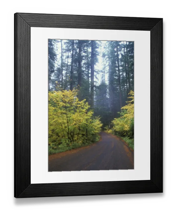 Framed Print : North America, USA, WA, Mt. Rainier NP road at Ohanapecosh in misty light Framed Print : North America, USA, WA, Mt. Rainier NP road at Ohanapecosh in misty light