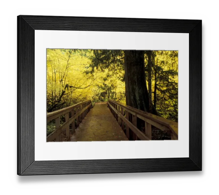 Framed Print : North America, USA, WA, Mt. Rainier NP golden maples along Grove of the Patriarchs Framed Print : North America, USA, WA, Mt. Rainier NP golden maples along Grove of the Patriarchs