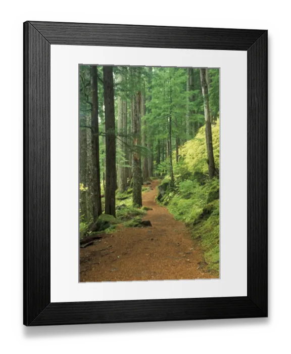 Framed Print : North America, USA, WA, Mt. Rainier NP Silver Falls Trail in lush forest Framed Print : North America, USA, WA, Mt. Rainier NP Silver Falls Trail in lush forest