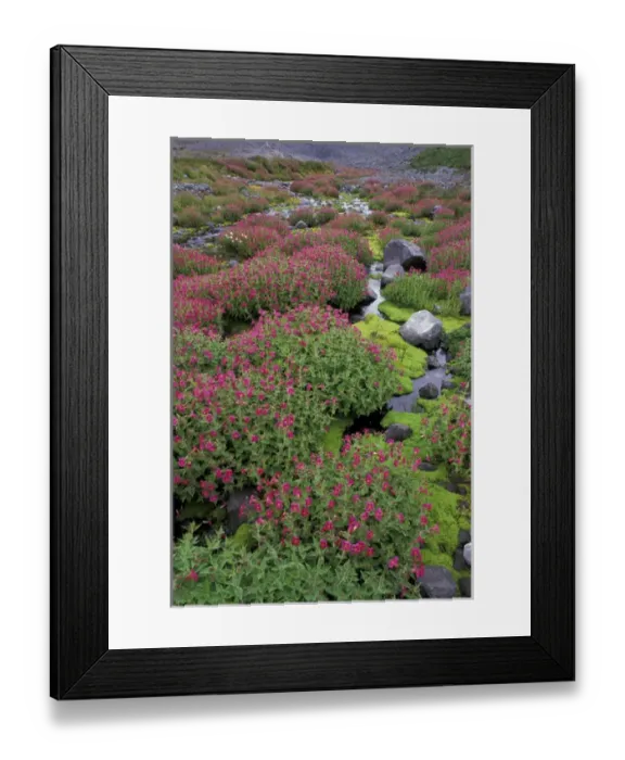 Framed Print : North America, USA, WA, Mt. Rainier NP monkeyflowers along Paradise Creek Framed Print : North America, USA, WA, Mt. Rainier NP monkeyflowers along Paradise Creek