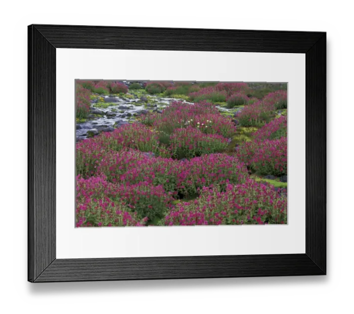 Framed Print : North America, USA, WA, Mt. Rainier NP monkeyflowers along Paradise Creek Framed Print : North America, USA, WA, Mt. Rainier NP monkeyflowers along Paradise Creek