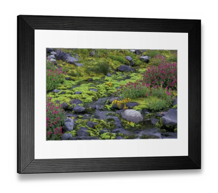 Framed Print : North America, USA, WA, Mt. Rainier NP monkeyflowers along Paradise creek Framed Print : North America, USA, WA, Mt. Rainier NP monkeyflowers along Paradise creek