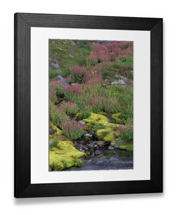 Framed Print : North America, USA, WA, Mt. Rainier NP monkeyflowers along Paradise creek