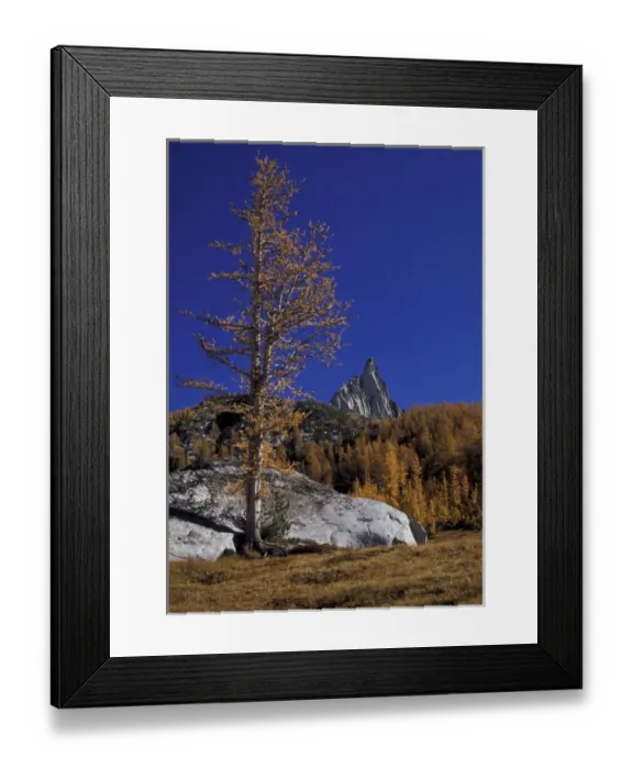 Framed Print : North America, USA, WA, Enchantment Lakes Prusik Peak spiking above golden Larch trees Framed Print : North America, USA, WA, Enchantment Lakes Prusik Peak spiking above golden Larch trees