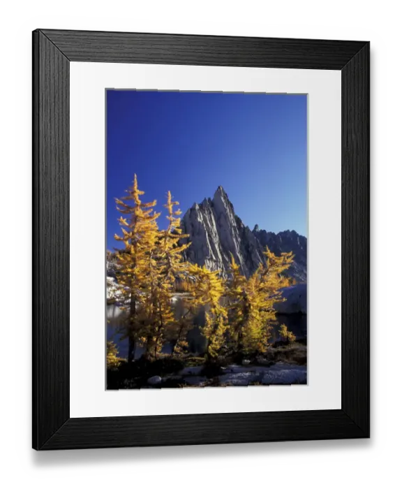 Framed Print : North America, USA, WA, Enchantment Lakes Prusik peak and golden larches at Gnome Tarn