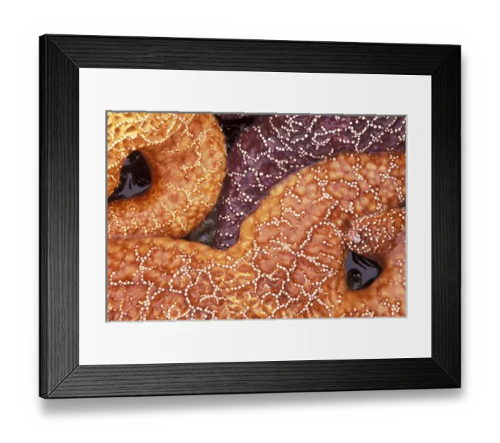 Framed Print : North America, USA, WA, Olympic NP, Shi Shi Beach sea stars detail Framed Print : North America, USA, WA, Olympic NP, Shi Shi Beach sea stars detail